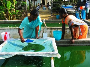 Ferme Paysanne Sharana Inde