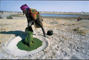 Récolte du Dihé au lac Tchad